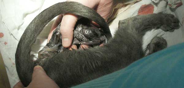 Kitten wordt geboren bij de poes die een baarmoederspoeling heeft ondergaan